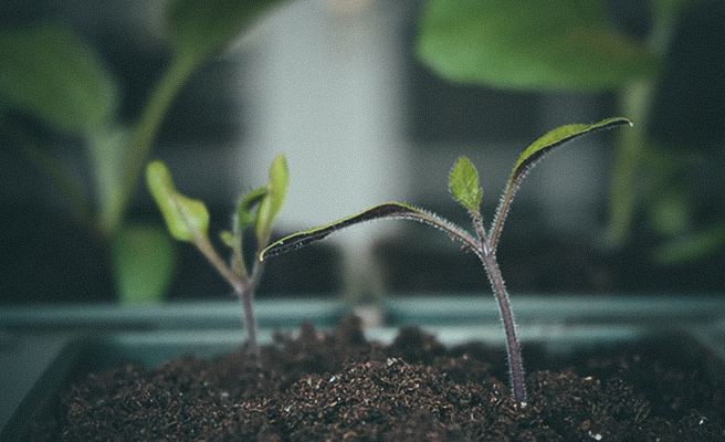 Chiliplanter står stille